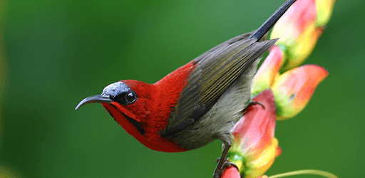 Bird Live Wallpaper HD 4K pc screenshot Bird Live Wallpaper HD 4K pc screenshot
