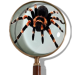 Magnifying Glass icon