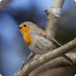 Birds Of Britain for pc icon