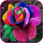 Beautiful Flowers Wallpaper icon