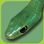 Snakes of Southern Africa Lite icon