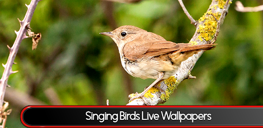 Singing Birds Live Wallpapers pc screenshot