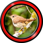 Singing Birds Live Wallpapers icon