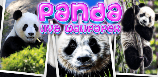 Panda, live wallpaper. pc screenshot