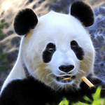 Panda, live wallpaper. for pc icon