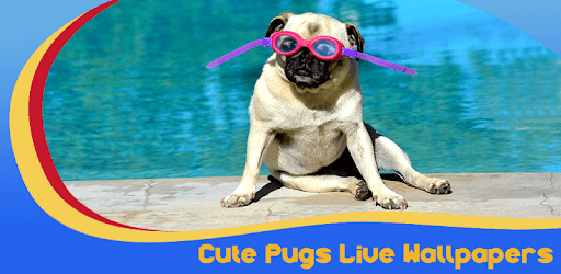 Cute Pugs Live Wallpapers pc screenshot Cute Pugs Live Wallpapers pc screenshot