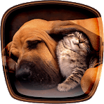 Cats and Dogs Live Wallpaper icon