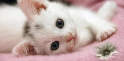 Cute Cat Live WallPaper pc screenshot Cute Cat Live WallPaper pc screenshot