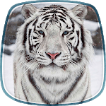 White Tiger Live Wallpaper icon
