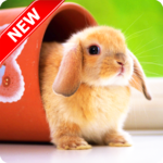 Cute Animal Wallpapers icon