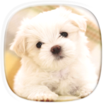 Cute Puppy Wallpapers: Cutest Pictures of Puppies icon