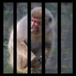 Monkey Hunt icon