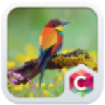 Geometric Bird Animal Theme HD icon