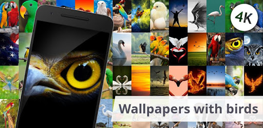 Wallpapers with birds for PC - How to Install on Windows PC, Mac