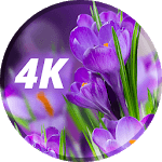 Wallpaper with flowers icon