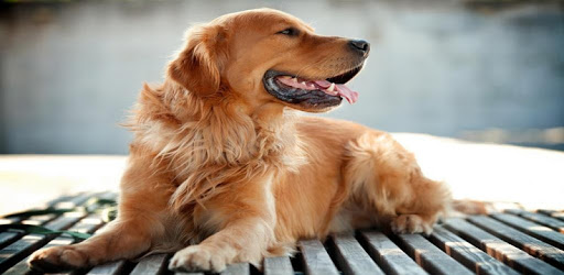Dog wallpapers HD pc screenshot Dog wallpapers HD pc screenshot