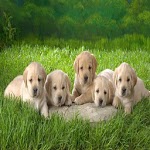Dog wallpapers HD icon