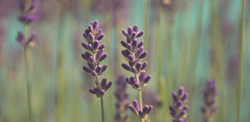 Diffuser Blends — Essential Oil Blends and Recipes pc screenshot Diffuser Blends — Essential Oil Blends and Recipes pc screenshot