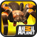 Real Scary Spiders for pc icon Real Scary Spiders for pc icon