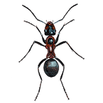 Ant icon