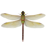 Dragonfly icon