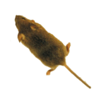 Mouse icon