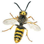 Wasps icon