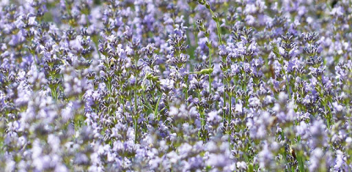Medicinal herbs pc screenshot
