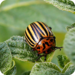 Insect pests icon