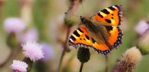 Butterflies pc screenshot