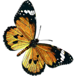 Butterflies icon