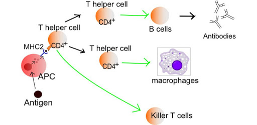 Immune system pc screenshot
