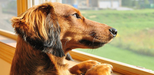 Dog Whistle Soundboard: Bark Sounds pc screenshot