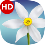 Music for Meditation icon