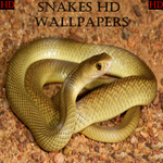 Snake Wallpapers HD icon