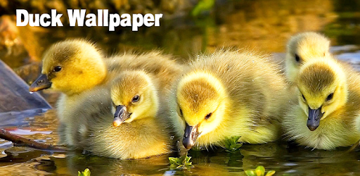 Duck Wallpaper pc screenshot