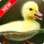 Duck Wallpaper icon