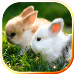 Bunnies live wallpaper icon