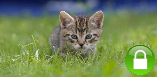 Cats Lock Wallpaper for PC - How to Install on Windows PC, Mac