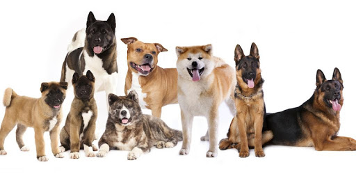 Dog Breeds Encyclopedia pc screenshot