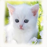 Cool Cat Wallpaper icon