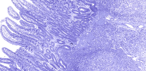 AnatLab Histology pc screenshot AnatLab Histology pc screenshot