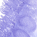 AnatLab Histology icon