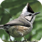 Taiwan Birds icon