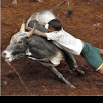 Jallikattu Traditional Sport icon