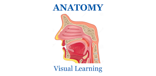 Anatomy Muscles System Flashcard 2018 pc screenshot Anatomy Muscles System Flashcard 2018 pc screenshot
