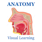 Anatomy Muscles System Flashcard 2018 icon
