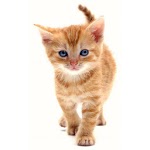 X Domesticated Animals German icon