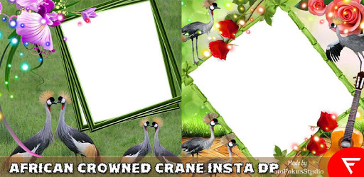 African Crowned Crane Insta DP pc screenshot