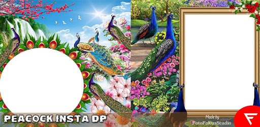Peacock Insta DP pc screenshot